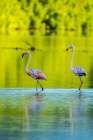 Trinidad-Caroni Swamp. American flamingos in swamp. Art Print